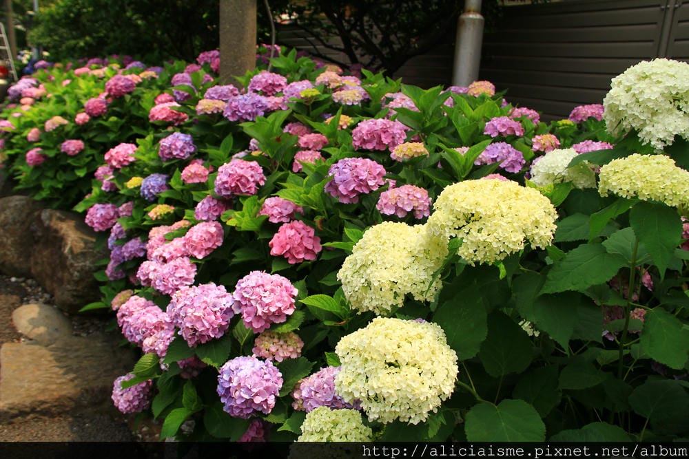 【東京】白山神社：都內最美紫陽花開名所V.S.牙刷供養