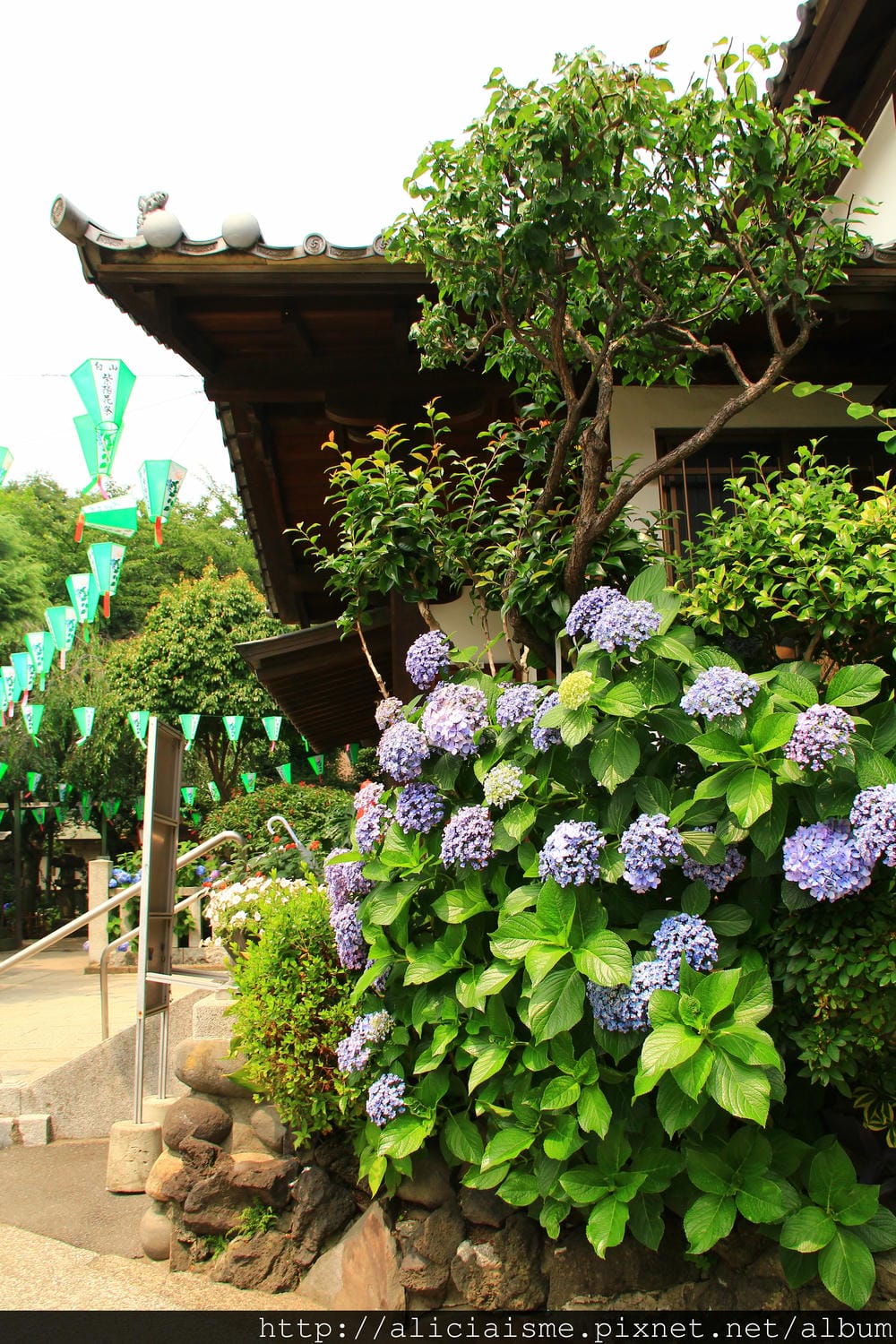 【東京】白山神社：都內最美紫陽花開名所V.S.牙刷供養