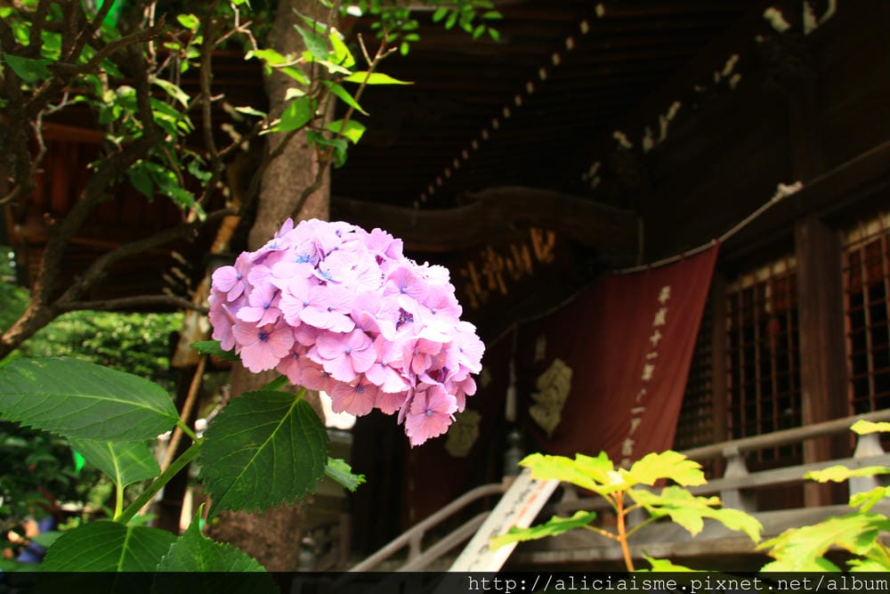 【東京】白山神社：都內最美紫陽花開名所V.S.牙刷供養