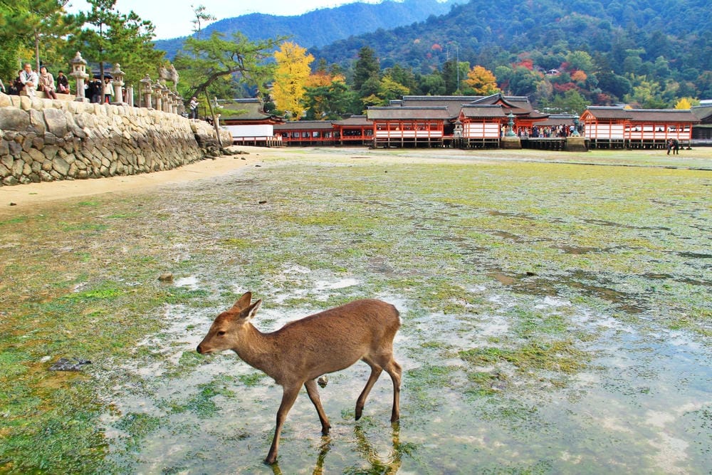 【廣島縣】宮島／嚴島神社：日本三大名景、世界遺產的神之島，來
