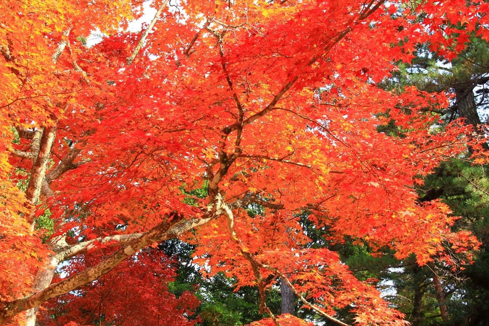 【廣島縣】宮島／嚴島神社：日本三大名景、世界遺產的神之島，來