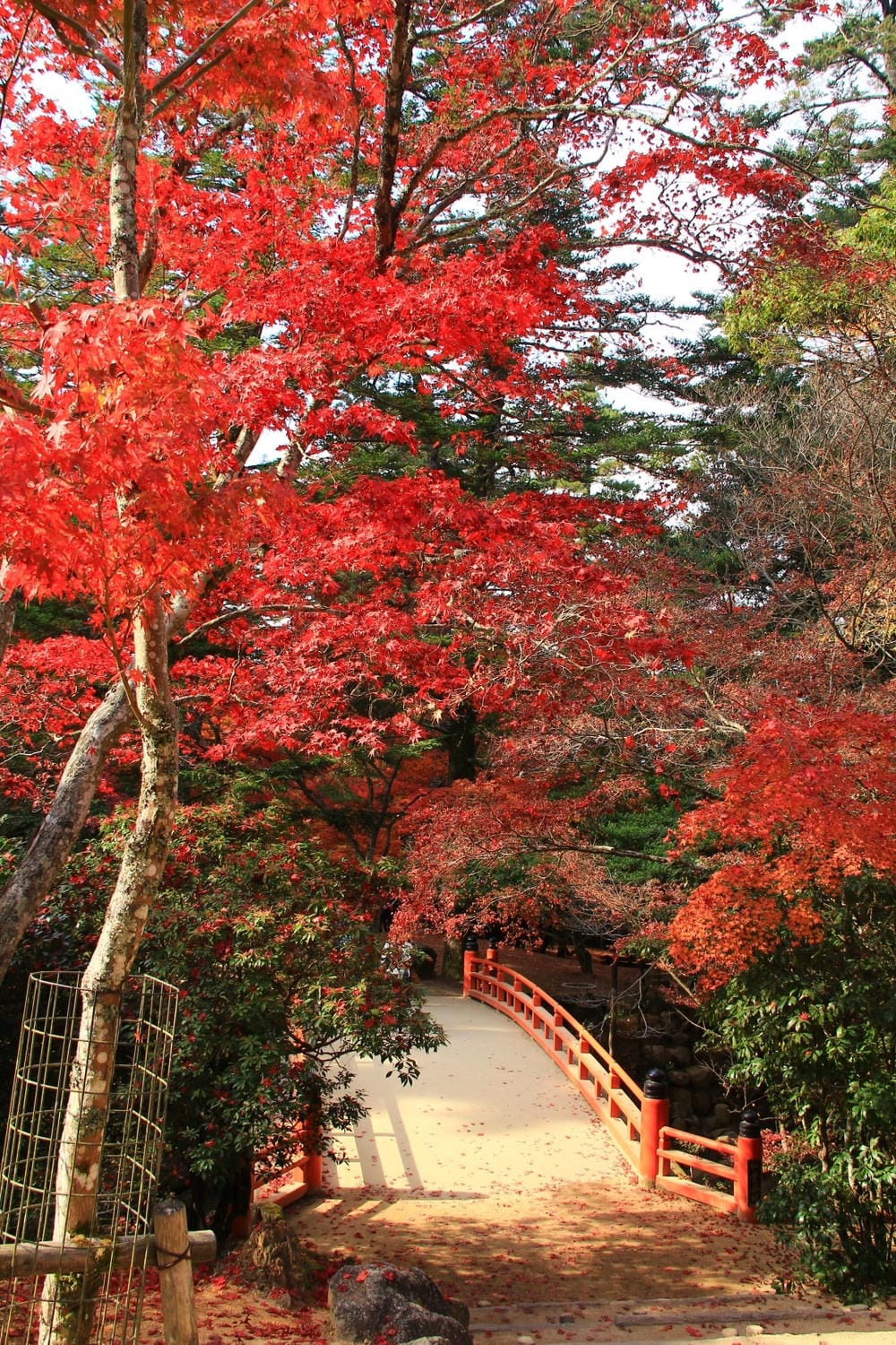 【廣島縣】宮島／嚴島神社：日本三大名景、世界遺產的神之島，來
