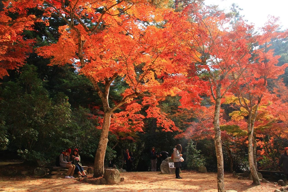 【廣島縣】宮島／嚴島神社：日本三大名景、世界遺產的神之島，來