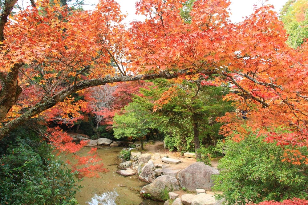 【廣島縣】宮島／嚴島神社：日本三大名景、世界遺產的神之島，來