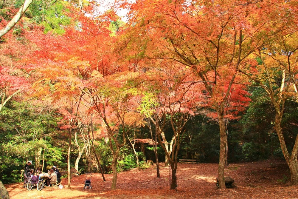 【廣島縣】宮島／嚴島神社：日本三大名景、世界遺產的神之島，來