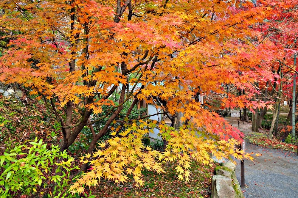 【廣島縣】神勝寺、洸庭-禪與庭的美術館:建築大師藤森照信,名 【廣島縣】神勝寺、洸庭-禪與庭的美術館:建築大師藤森照信,名