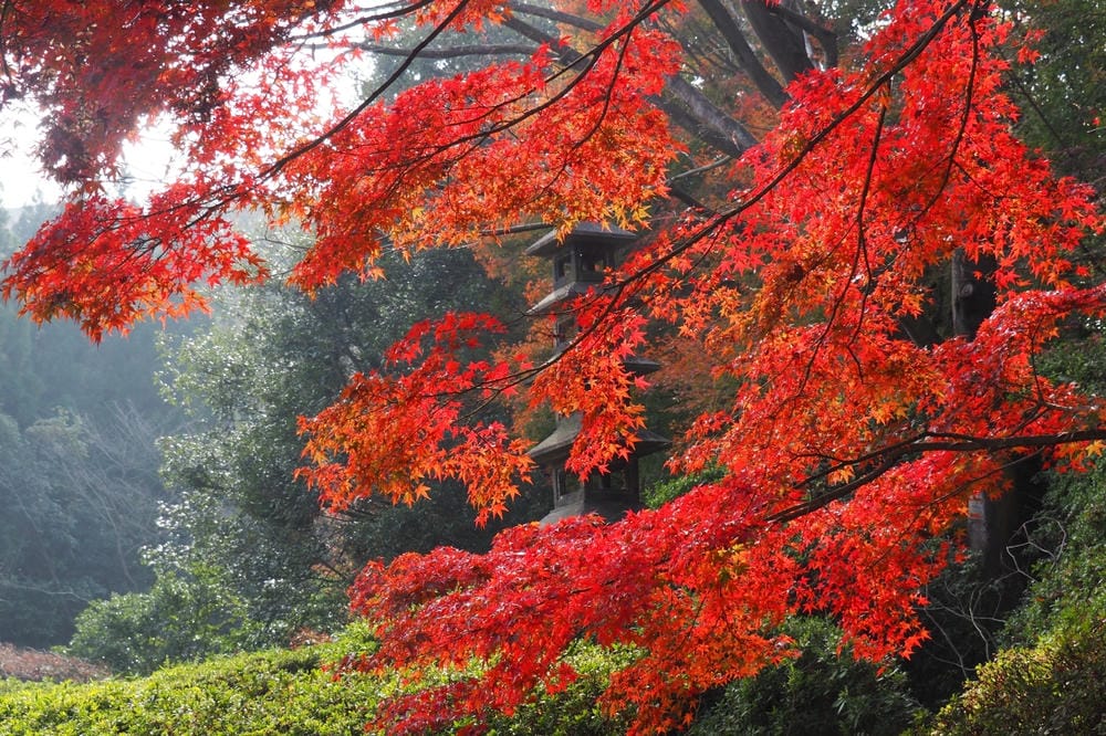 【廣島縣】神勝寺、洸庭-禪與庭的美術館:建築大師藤森照信,名 【廣島縣】神勝寺、洸庭-禪與庭的美術館:建築大師藤森照信,名