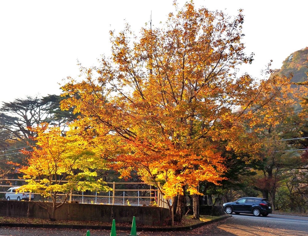 【栃木縣｜那須鹽原】一日巴士，漫遊秋日那須鹽原溫泉鄉的紅葉散