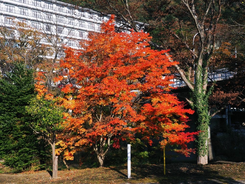 【栃木縣｜那須鹽原】一日巴士，漫遊秋日那須鹽原溫泉鄉的紅葉散