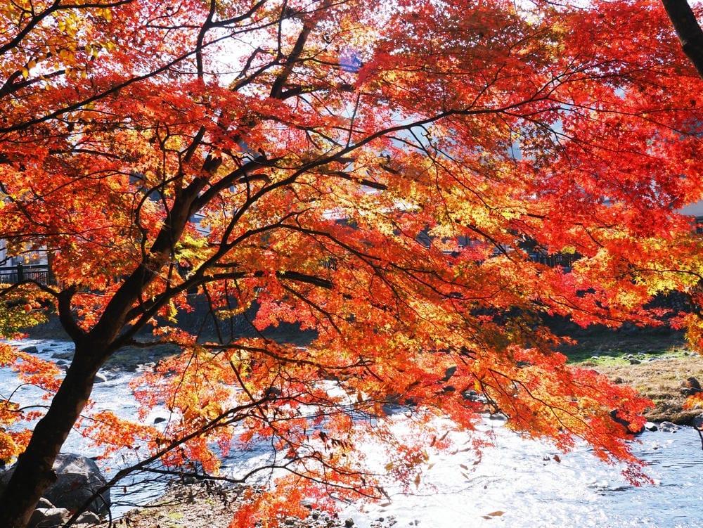 【栃木縣｜那須鹽原】一日巴士，漫遊秋日那須鹽原溫泉鄉的紅葉散