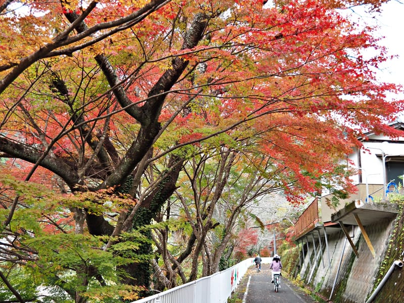 【大分縣 | 中津】楓葉耶馬自行車道：最美的紅葉自行車道，奇岩、紅葉、田園風光一次收錄