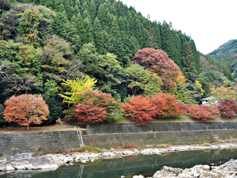 【大分縣 | 中津】楓葉耶馬自行車道：最美的紅葉自行車道，奇岩、紅葉、田園風光一次收錄