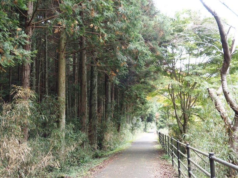 【大分縣 | 中津】楓葉耶馬自行車道：最美的紅葉自行車道，奇岩、紅葉、田園風光一次收錄