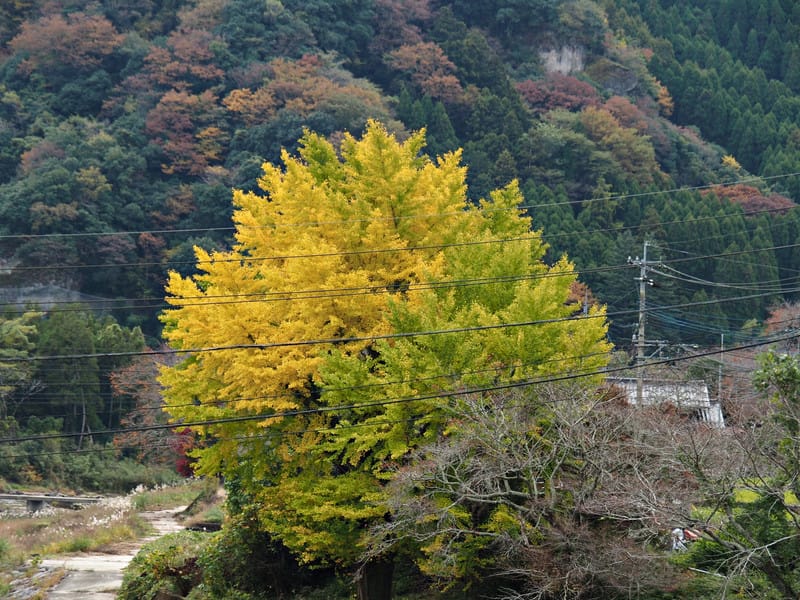 【大分縣 | 中津】楓葉耶馬自行車道：最美的紅葉自行車道，奇岩、紅葉、田園風光一次收錄