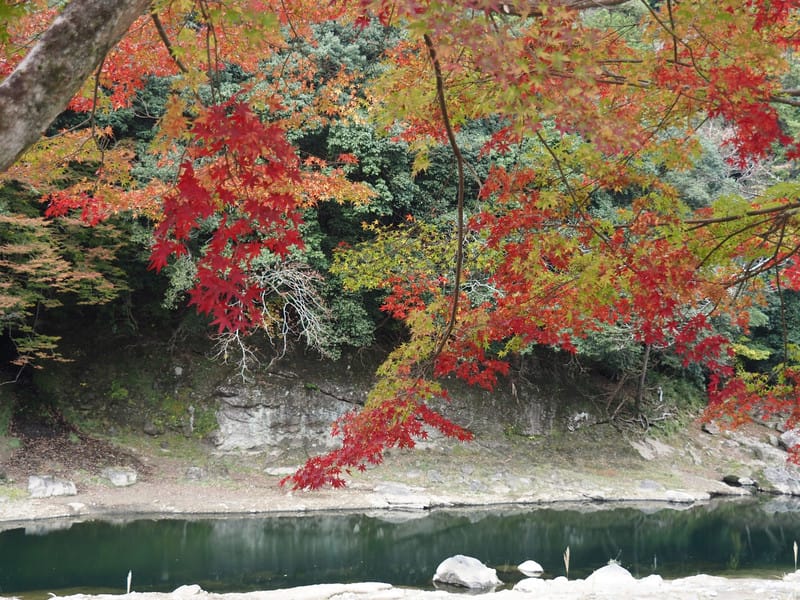 【大分縣 | 中津】楓葉耶馬自行車道：最美的紅葉自行車道，奇岩、紅葉、田園風光一次收錄