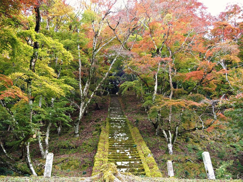 【大分縣 | 中津】楓葉耶馬自行車道：最美的紅葉自行車道，奇岩、紅葉、田園風光一次收錄