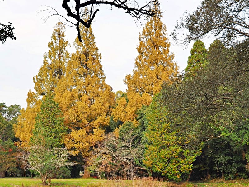 【大分縣 | 宇佐市】宇佐神宮：日本八幡宮總本宮、能量最強的秘密就在社境裡，還是CNN票選日本最美31處之一