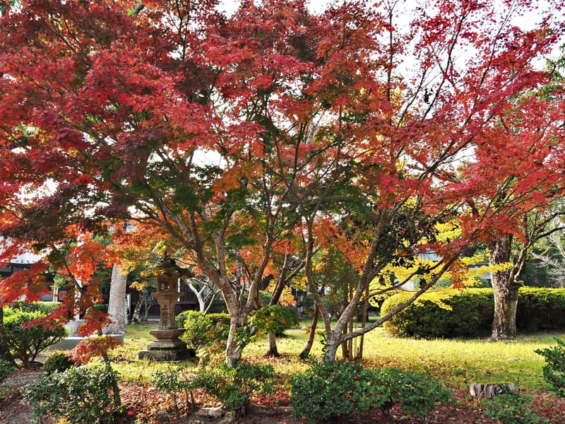 【大分縣 | 宇佐市】宇佐神宮：日本八幡宮總本宮、能量最強的秘密就在社境裡，還是CNN票選日本最美31處之一