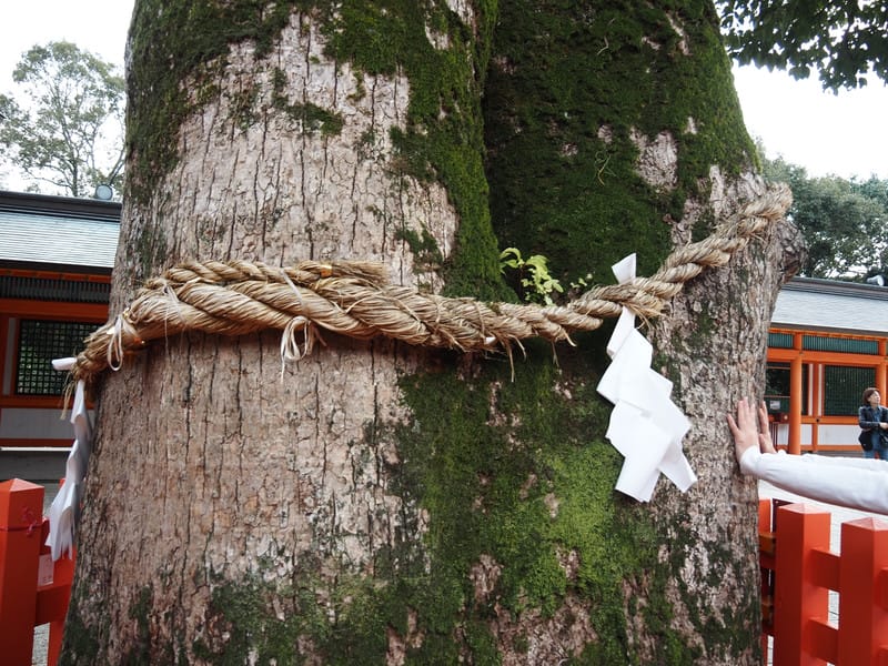 【大分縣 | 宇佐市】宇佐神宮：日本八幡宮總本宮、能量最強的秘密就在社境裡，還是CNN票選日本最美31處之一