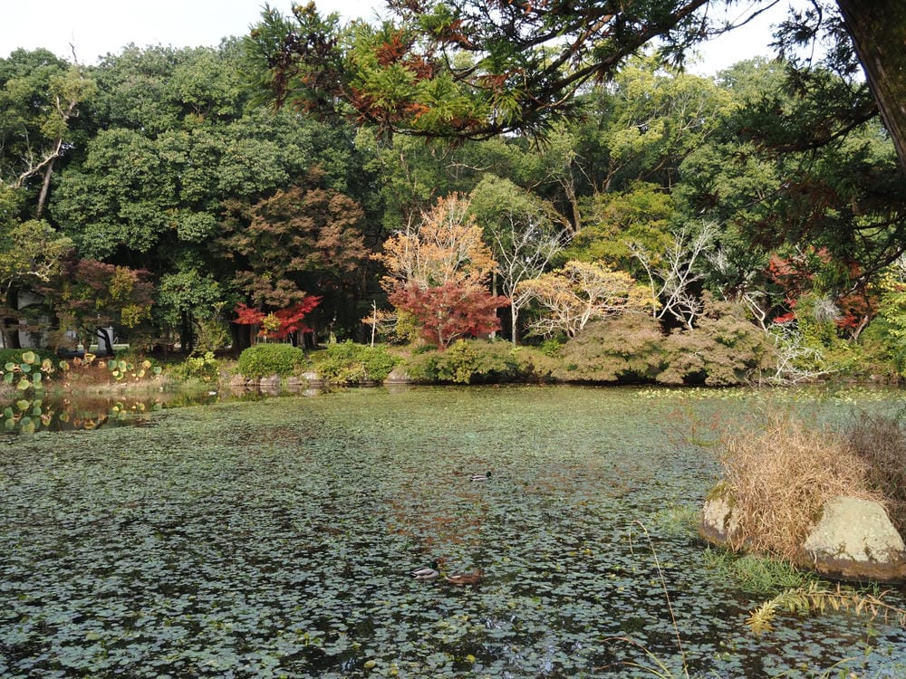 【大分縣 | 宇佐市】宇佐神宮：日本八幡宮總本宮、能量最強的秘密就在社境裡，還是CNN票選日本最美31處之一