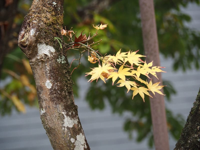 【大分縣|由布院住宿】山莊無量塔:御三家名不虛傳,古民宅裡,以時光為蘊藏,日式待客之道是精華,還有那美味到連整鍋飯都想吃完 - 第10張圖 【大分縣|由布院住宿】山莊無量塔:御三家名不虛傳,古民宅裡,以時光為蘊藏,日式待客之道是精華,還有那美味到連整鍋飯都想吃完