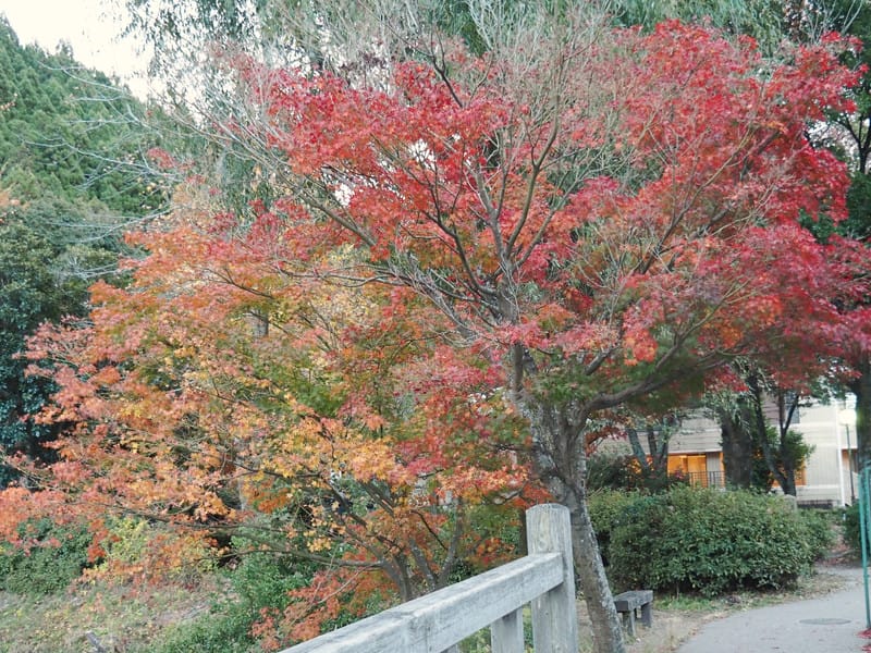 【大分縣|由布院住宿】山莊無量塔:御三家名不虛傳,古民宅裡,以時光為蘊藏,日式待客之道是精華,還有那美味到連整鍋飯都想吃完 - 第54張圖 【大分縣|由布院住宿】山莊無量塔:御三家名不虛傳,古民宅裡,以時光為蘊藏,日式待客之道是精華,還有那美味到連整鍋飯都想吃完