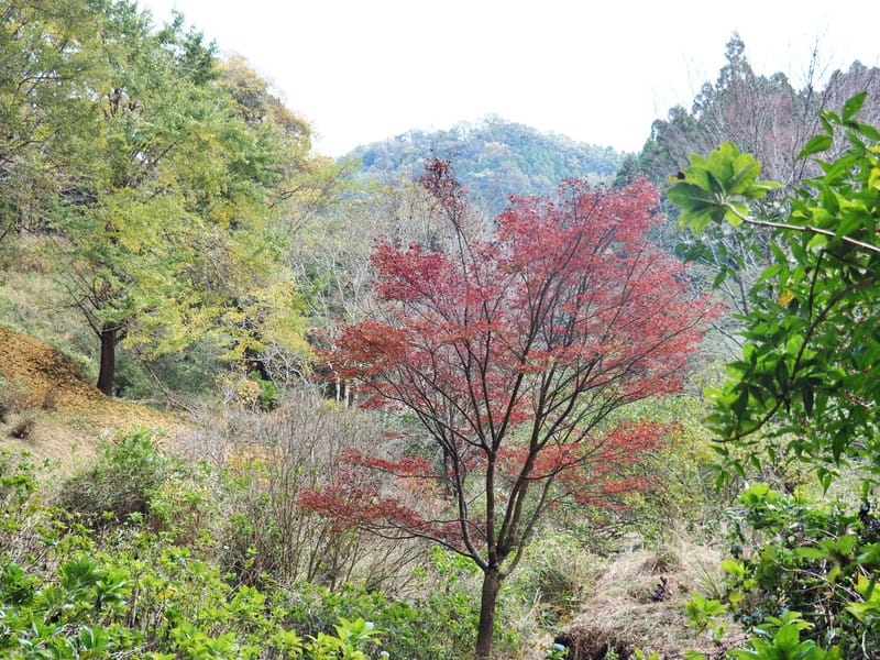 【大分縣｜豊後大野】普光寺的冥想時刻：不動明王魔崖佛的護持下，在大自然裡與自己對話