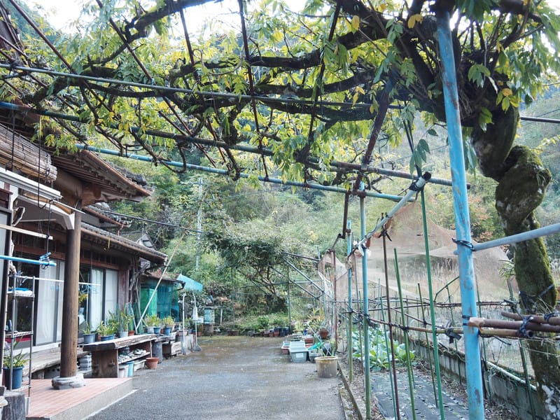 大分縣｜佐伯市．藤之鄉：來到鄉下住一晚，龍蝦、烤魚美食外，與阿嬤學過生活