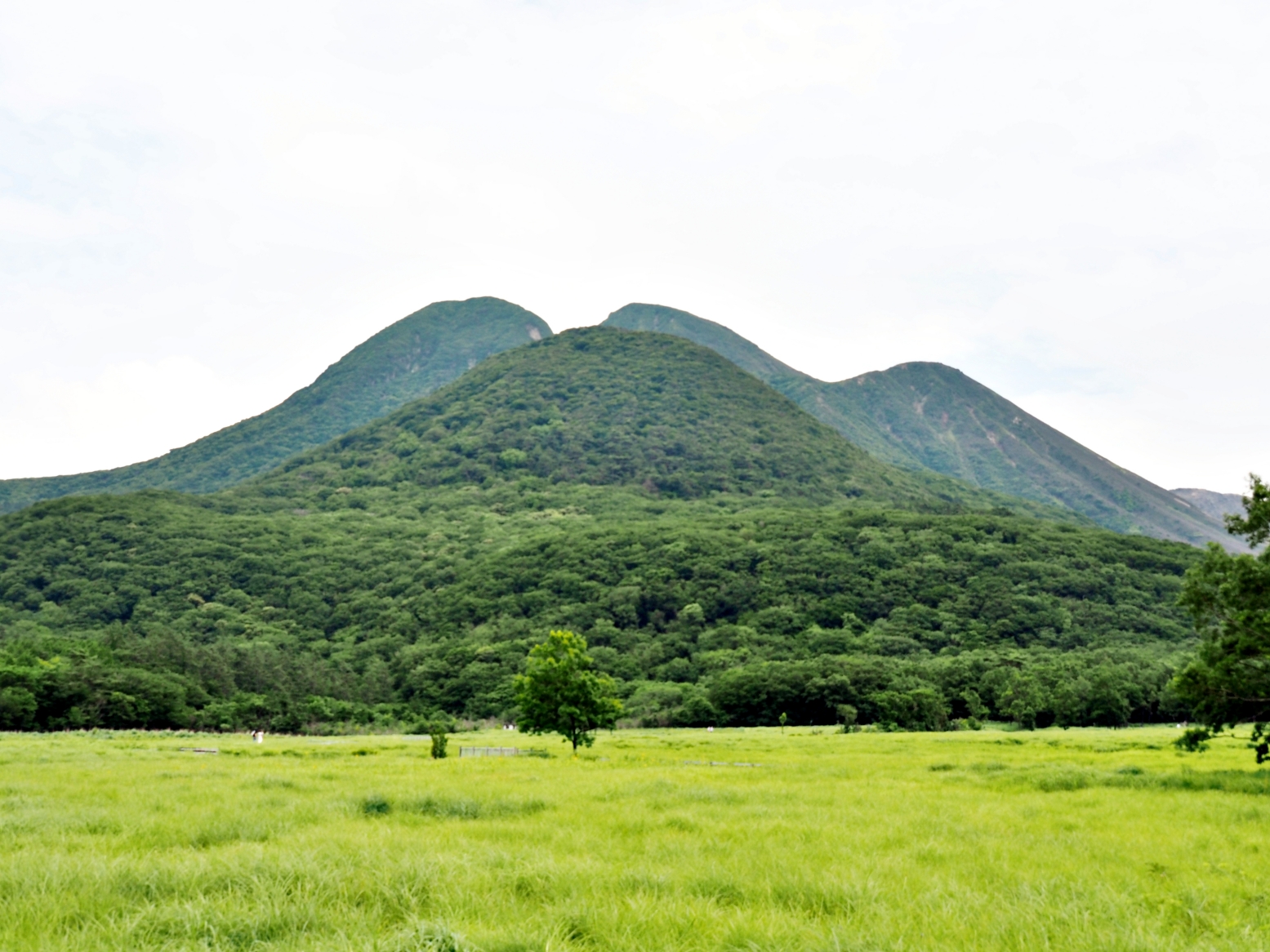 【大分縣｜飯田高原】蓼原濕地的涼夏綠意漫步與 NU:KUJU 的職人生活美學，還能在農家餐廳吃到頂級豊後牛。加碼推薦鄰近的久住花公園，徜徉無邊際花海裡