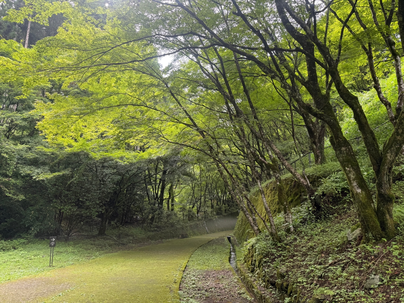 【大分縣】稻積水中鐘乳洞VS鯛生金山：大自然VS人工開鑿，來趟神秘地底的華麗冒險
